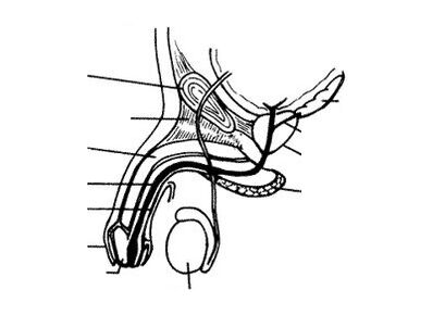 struktur penis